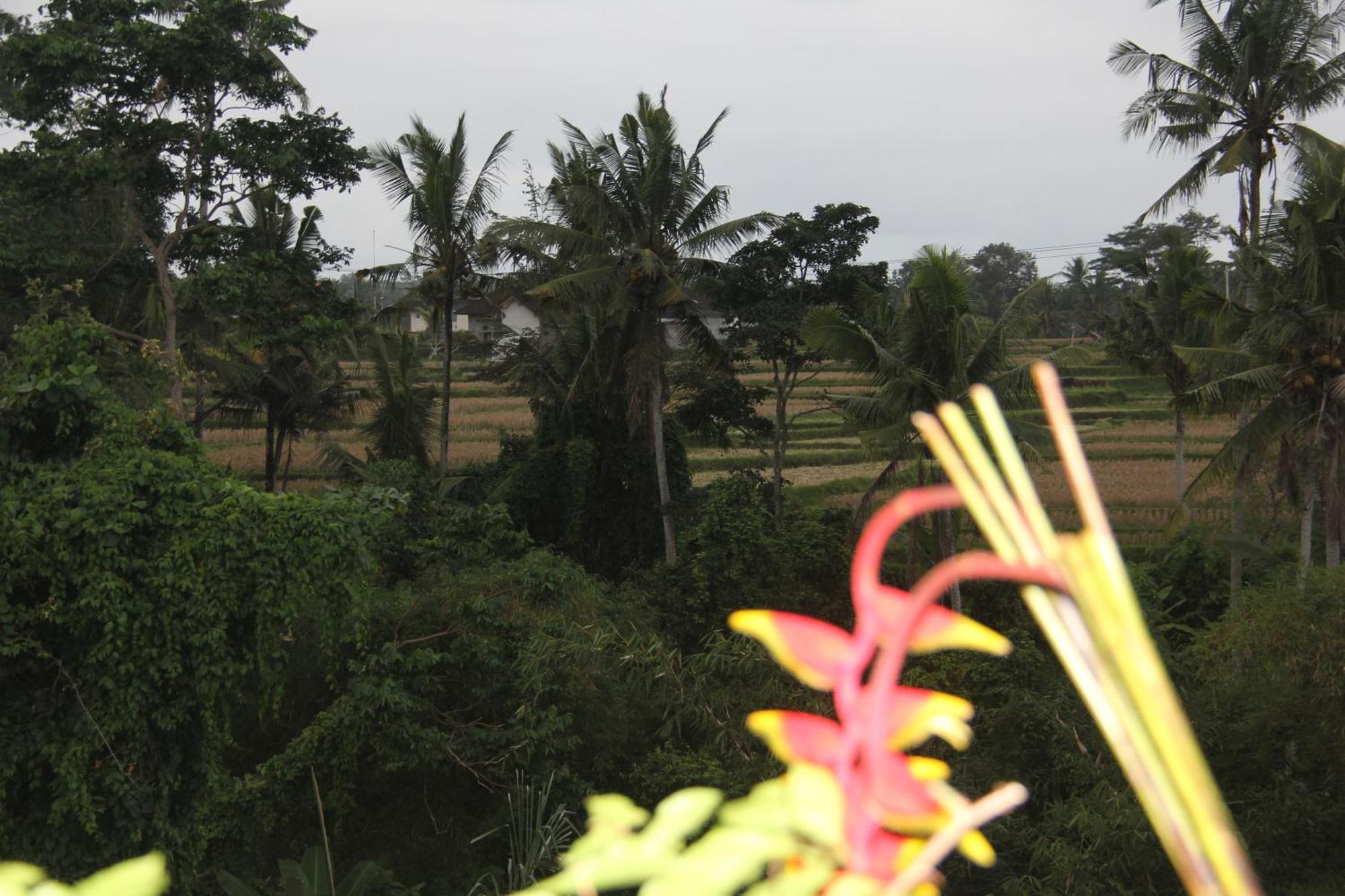 Ogek Home Stay Ubud Dış mekan fotoğraf